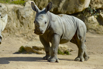 Naklejka premium Young rhinoceros on a rock background