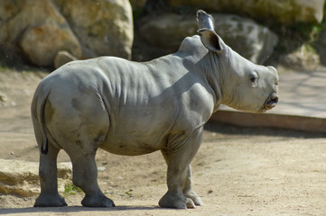 Obraz premium Young rhinoceros on a rock background