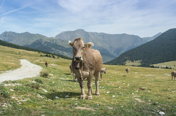 Fototapeta na wymiar cows grazing in meadows throughout the Pyrenees
