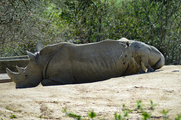 Naklejka premium Young rhinoceros and mum on a rock