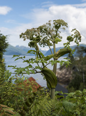 heracleum sphondylium