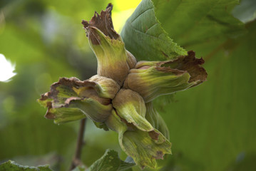 Hazelnuts on tree 