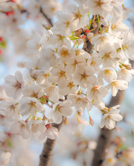 Cherry blossom or Sakura is the national flower of Japan
