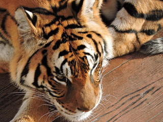 El tigre ( Panthera tigris)