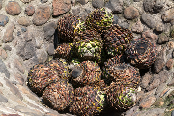 El agave para el tequila en horno de piedra.
