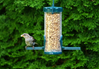 Garten,Futterspender,Futtersilo