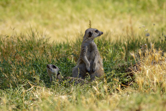 Meerkats 