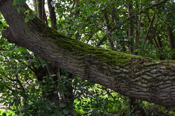 Tree with moss grown onto it in a forest