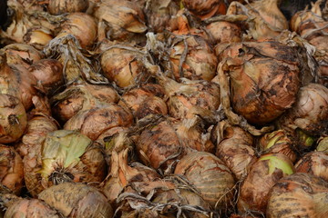 Freshly picked onions