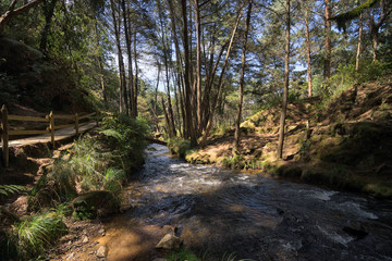 Fototapeta premium river through Arvi park in the proximity of Medellin is a popular tourist destination on the weekends