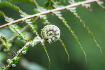Espiral © Alan
