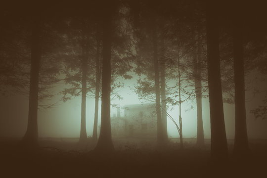 Fototapeta gloomy forest with fog and a house