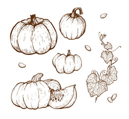 Pumpkin vector drawing set.