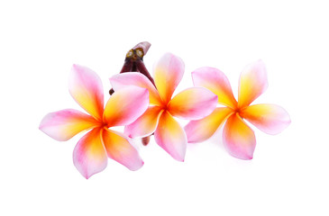 frangipani (plumeria) isolated on white background