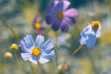 Blue and purple flowers in the garden. soft selective focus. - obrazy, fototapety, plakaty