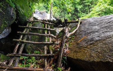 Forest in the jungle with moss.