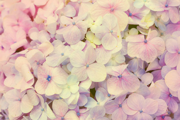 Hydrangea macrophylla - Beautiful bush of hydrangea flowers in a garden