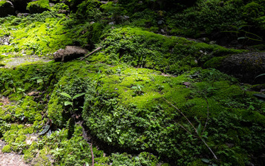Fototapeta na wymiar Moss occurs in places with high humidity is waterfall