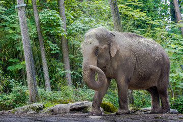 Elefant