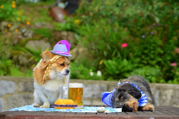 drank too much, two small dogs upon a table, dressed in bavarian style with a beer and a...