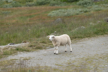 Obraz na płótnie Canvas Landscape sheep in Norway