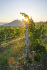 Naklejka premium Motovun, Kroatien