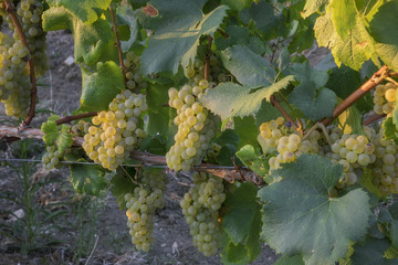 Weinberg mit gr&uuml;nen Trauben bei Sonnenuntergang