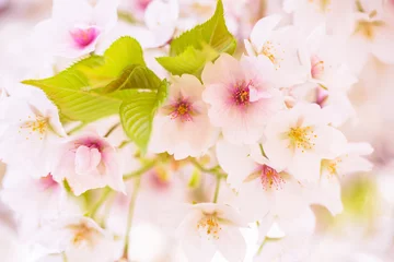 Crédence de cuisine en plexiglas Fleur de cerisier さくらの花