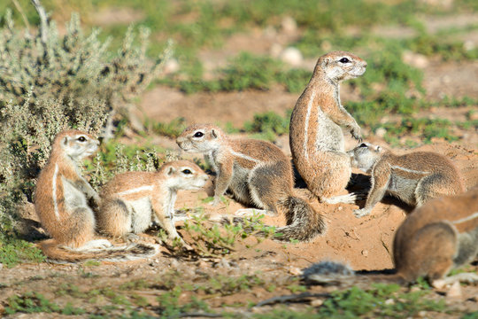 S&uuml;dafrika, Nordkap, Mier, Kgalagadi Transfrontier Park, Erdh&ouml;rnchen in der Natur