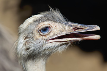 Emu