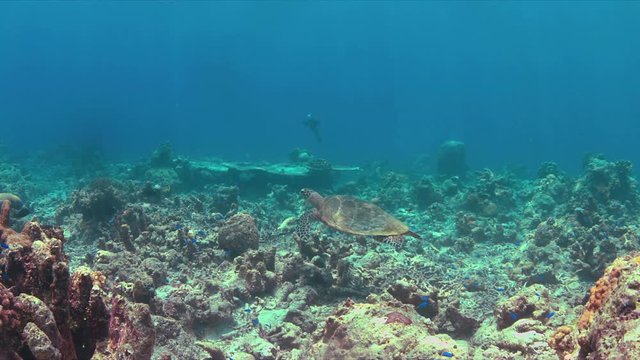 Hawksbill turtle swims on a colorful coral reef. 4k footage
