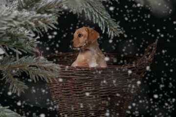 Labrador Welpe Weihnachtsmotiv