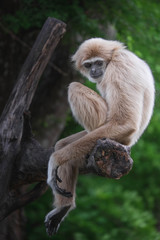 The gibbon waiting something