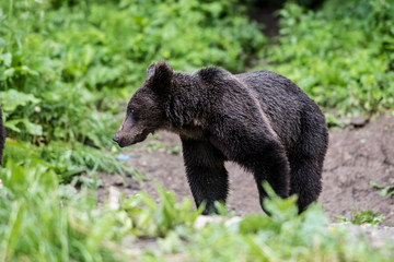 Young brown bear in wilderness. Bear.