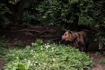 Brown bear in the woods edge. Male brown bear.