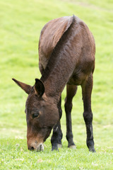 horse grazing outdoors in Colombia