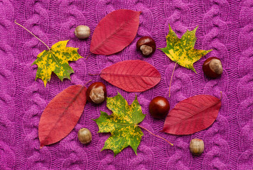 Colorful autumn leaves with chestnuts on a purple knitted sweater. Background with bright autumn leaves and chestnuts.