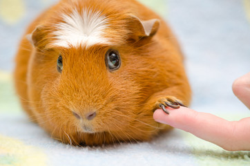 Cute shy guinea pig with its paw on a human finger as if shaking hands (selective focus on the...