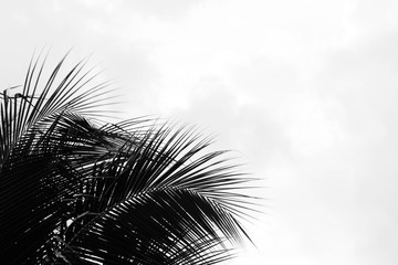 palm coconut leaves  - monochrome