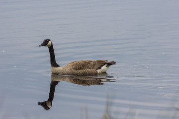 Kanadagans, Branta canadiensis