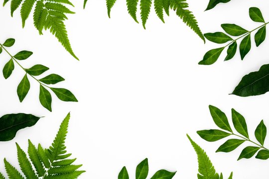 frame of green leaves isolated on white background