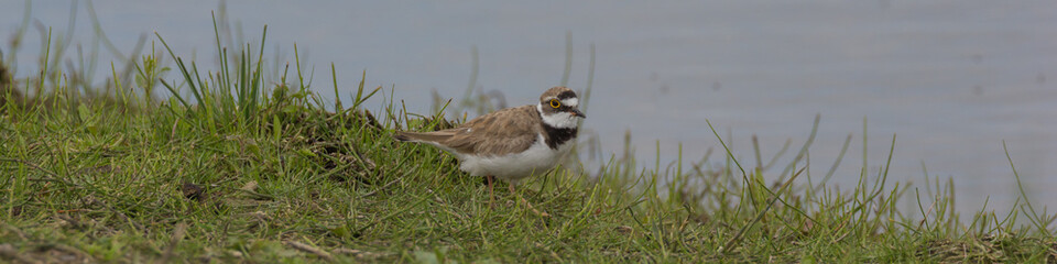 Regenpfeifer sitzt im Gras / am See