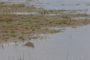 Regenpfeifer sitzt im Gras / am See