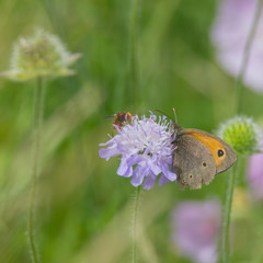 Großes Ochsenauge, Schmetterling sitzt auf blauer Blüte