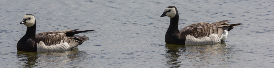 Weißwangengans, Nonnengans