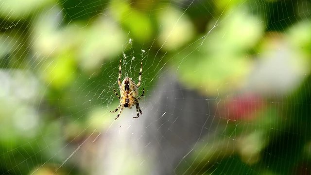 Spider waiting in the web