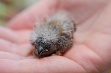 Baby Zebra Finch on a human hand (shallow DOF, selective focus on the baby bird head)