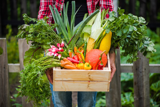 casual hipster woman holding farm fresh garden harvest