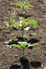 Tobacco plant leaf