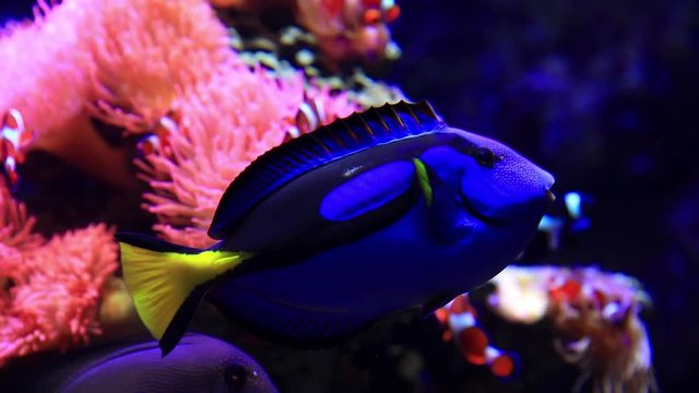 Paracanthurus hepatus - Blue Tang S - in see aquarium